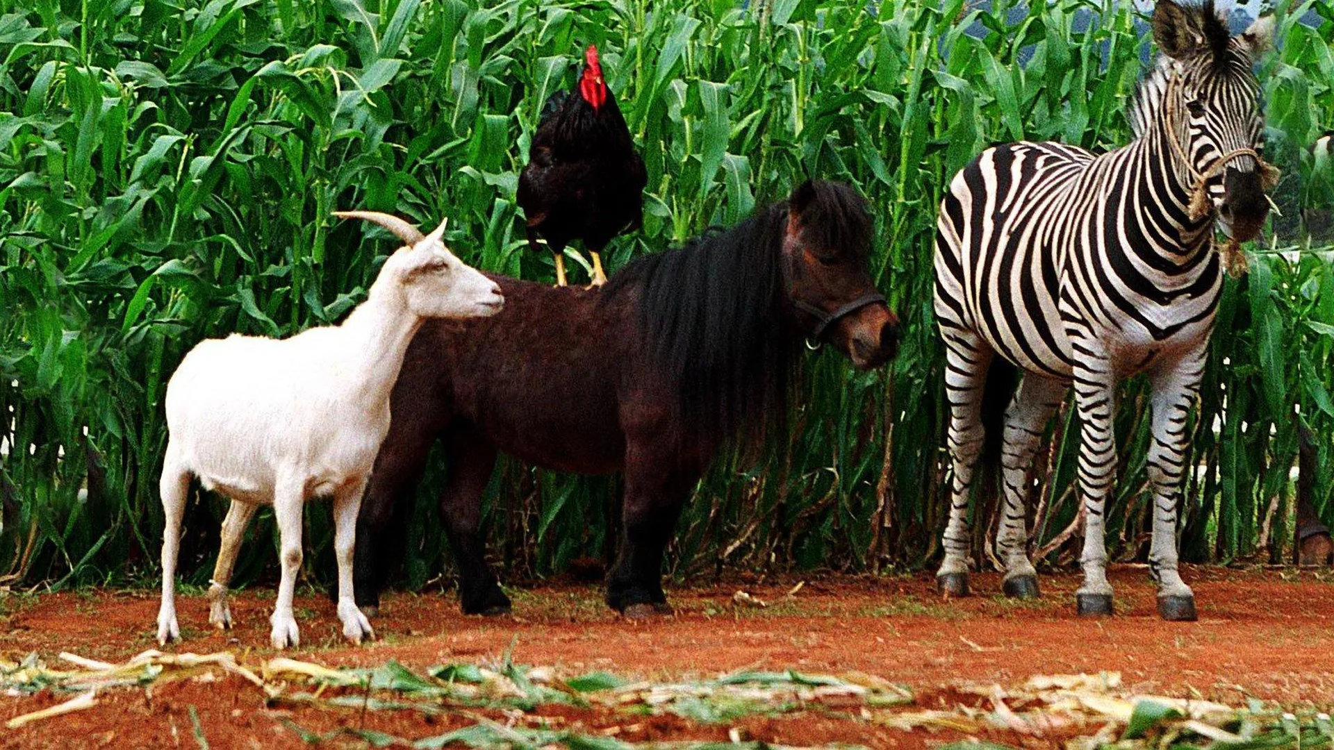 Striscia Una Zebra Alla Riscossa Trama Durata E Cast Programmi Sky