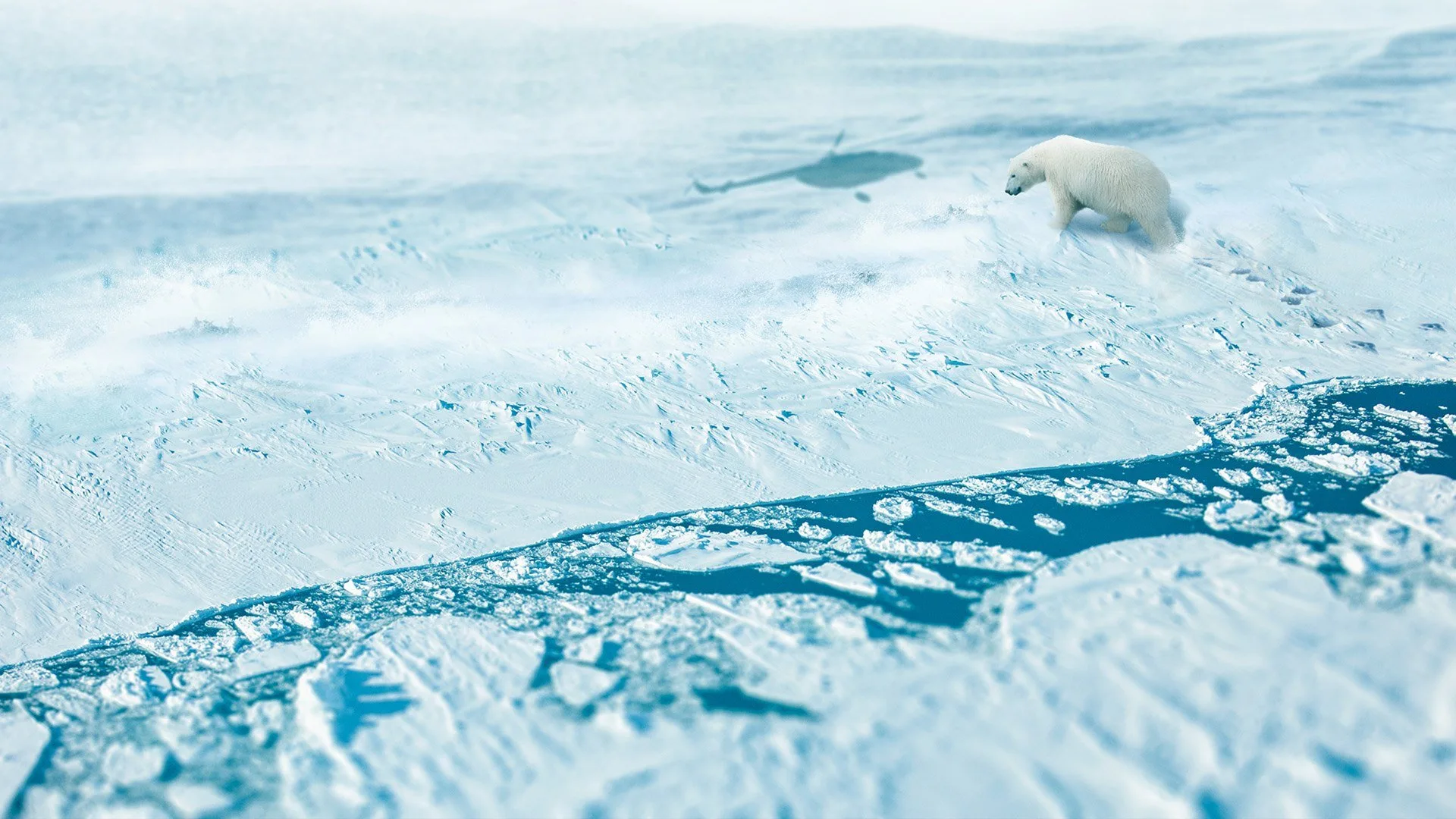 Artico selvaggio - Meraviglie tra i ghiacci