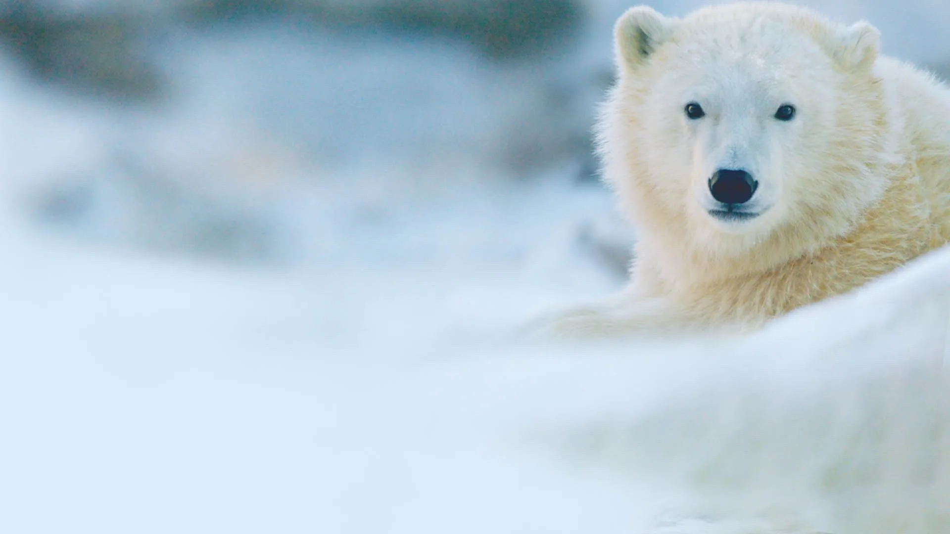 Cuccioli