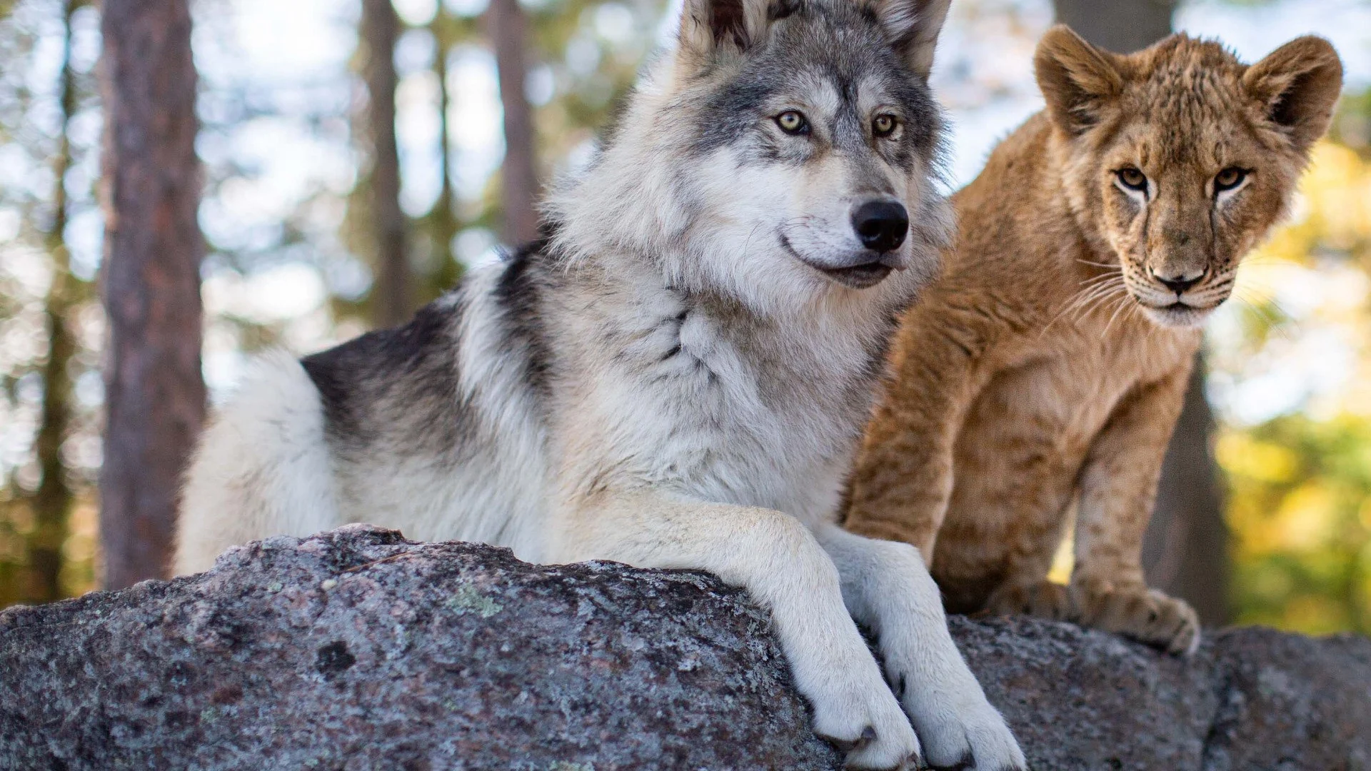 Lupo e cane