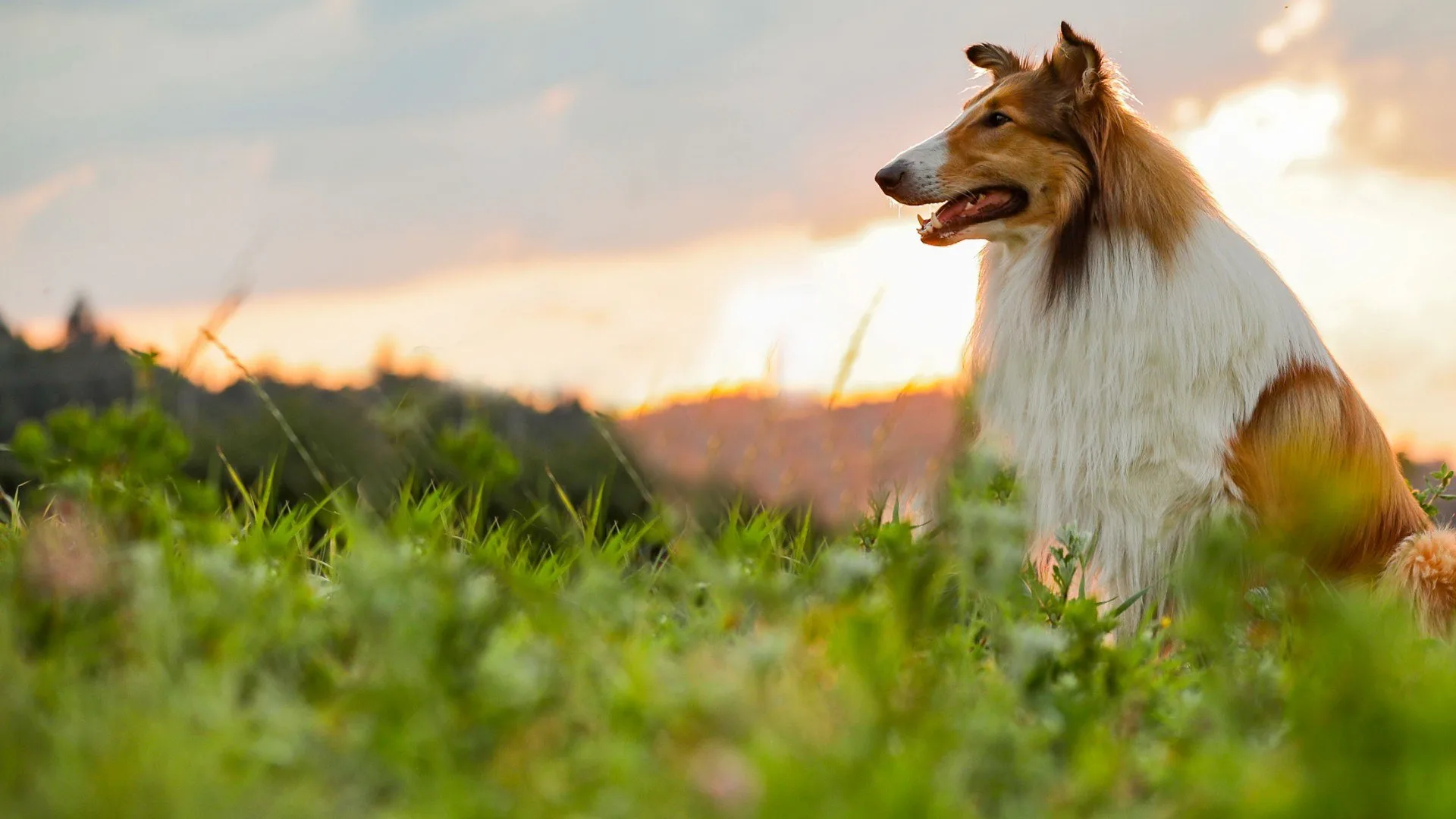 Lassie torna a casa