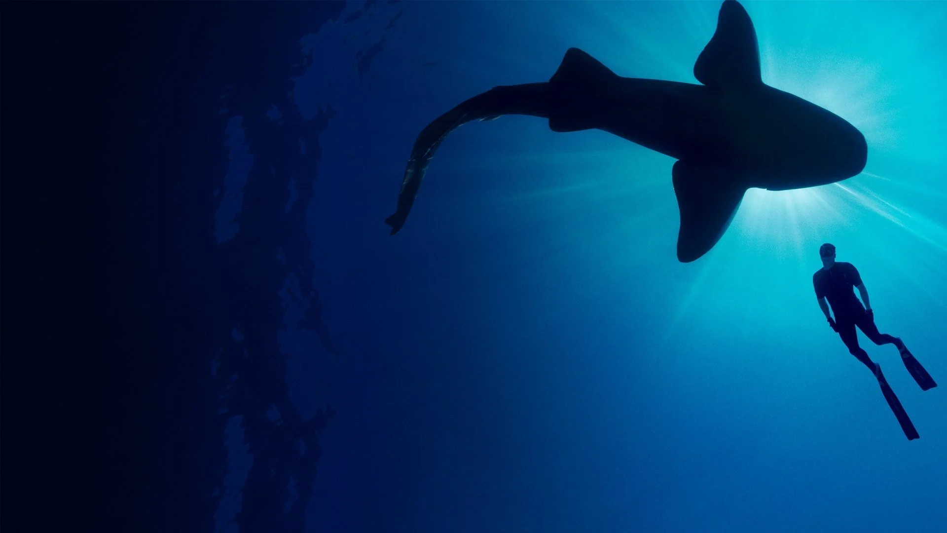 Shark with Steve Backshall