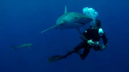 Gli squali più pericolosi del mondo stagione 4