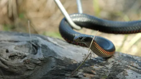 Australia: A caccia di serpenti