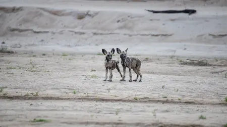 Cani selvaggi d'Africa - I licaoni stagione 1