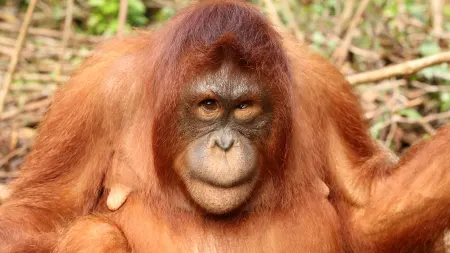 Diventare orangotanghi stagione 1