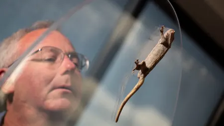 Come fanno gli animali