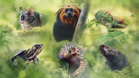 Little Heroes: Piccole grandi avventure