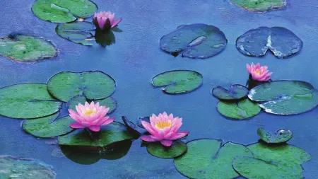 Le ninfee di Monet - Un incantesimo di acqua e luce