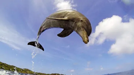 Una spia tra i delfini