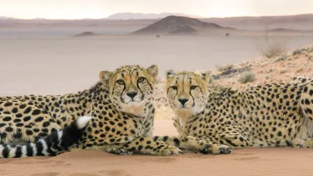 Big Cats: Brivido felino