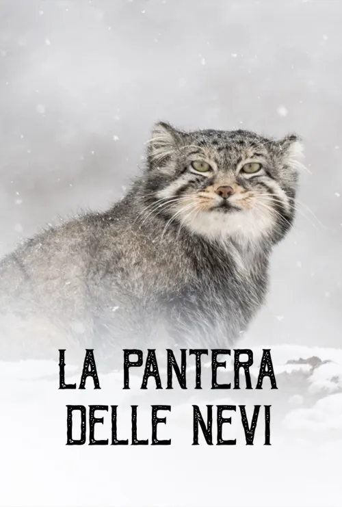 La pantera delle nevi