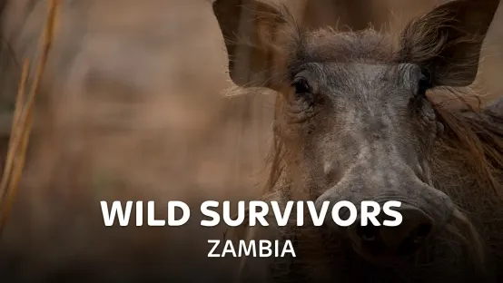 Wild Survivors - Zambia