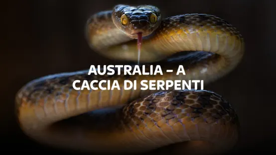 Australia: A caccia di serpenti