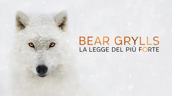 Bear Grylls: la legge del più forte