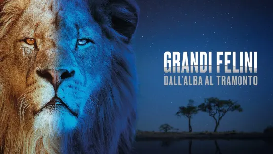 Grandi felini: Dall'alba al tramonto