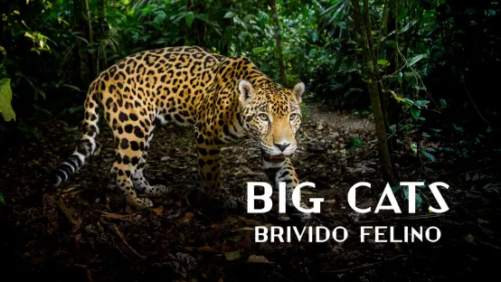 Big Cats: Brivido felino