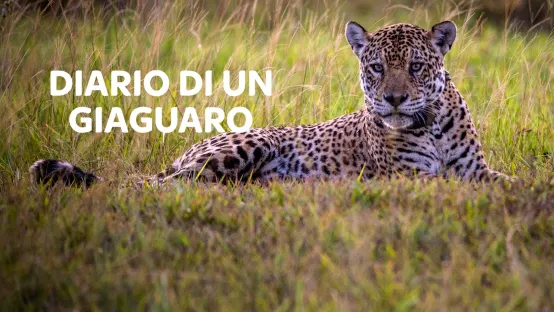 Diario di un giaguaro 