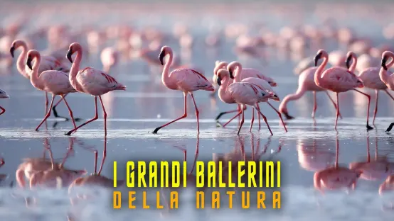 I grandi ballerini della natura