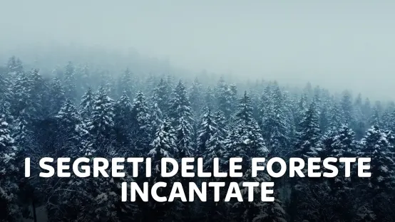 I segreti delle foreste incantate