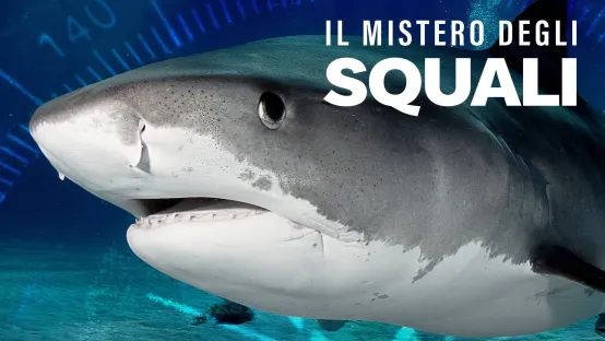 Il mistero degli squali
