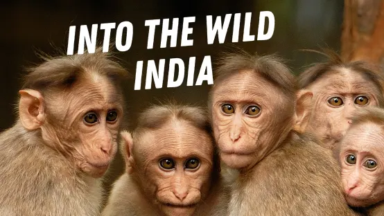 INTO THE WILD: INDIA