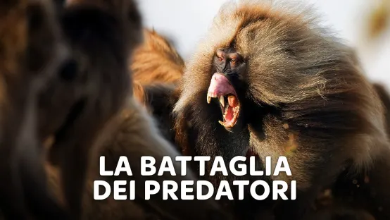 La battaglia dei predatori