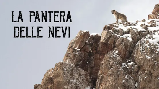 La pantera delle nevi