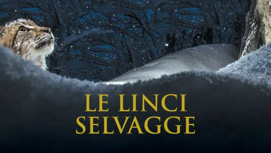 Le Linci Selvagge