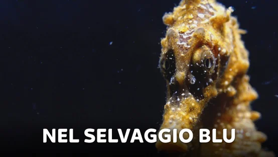 Nel selvaggio blu