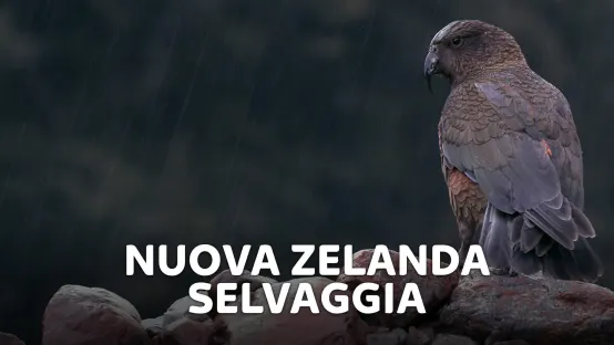 Nuova Zelanda selvaggia