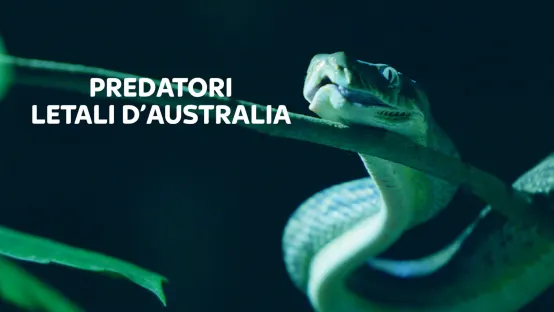 Predatori letali d'Australia