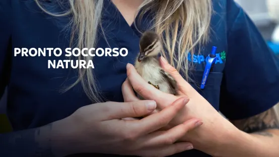 Pronto soccorso natura