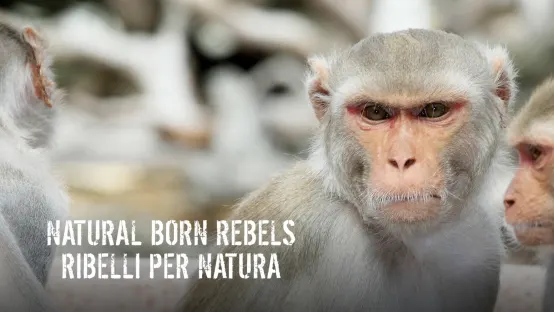 Natural Born Rebels: Ribelli per natura