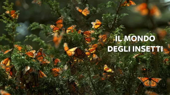 Il mondo degli insetti