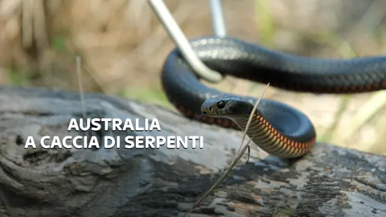 Australia: A caccia di serpenti