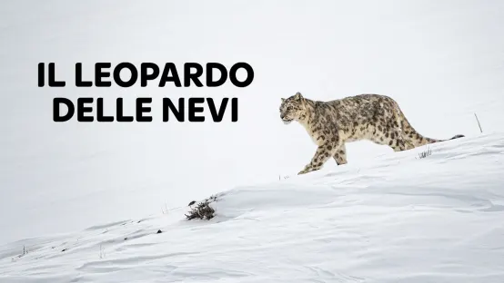 Il leopardo delle nevi