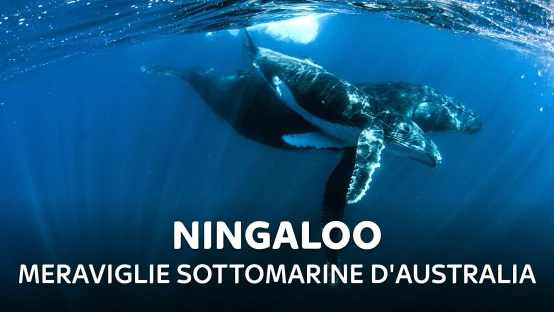 Ningaloo - Meraviglie sottomarine d'Australia