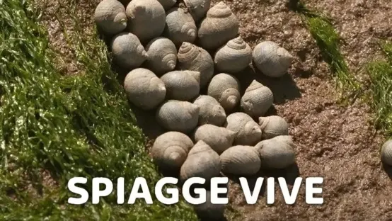 Spiagge vive