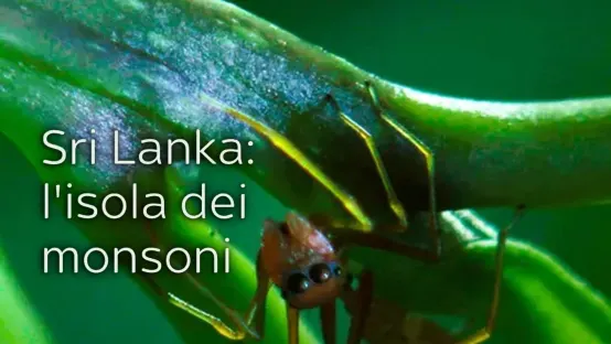 Sri Lanka: l'isola dei monsoni