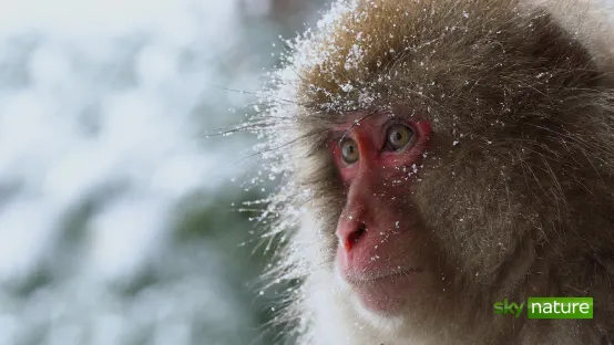 Straordinari Comportamenti Animali