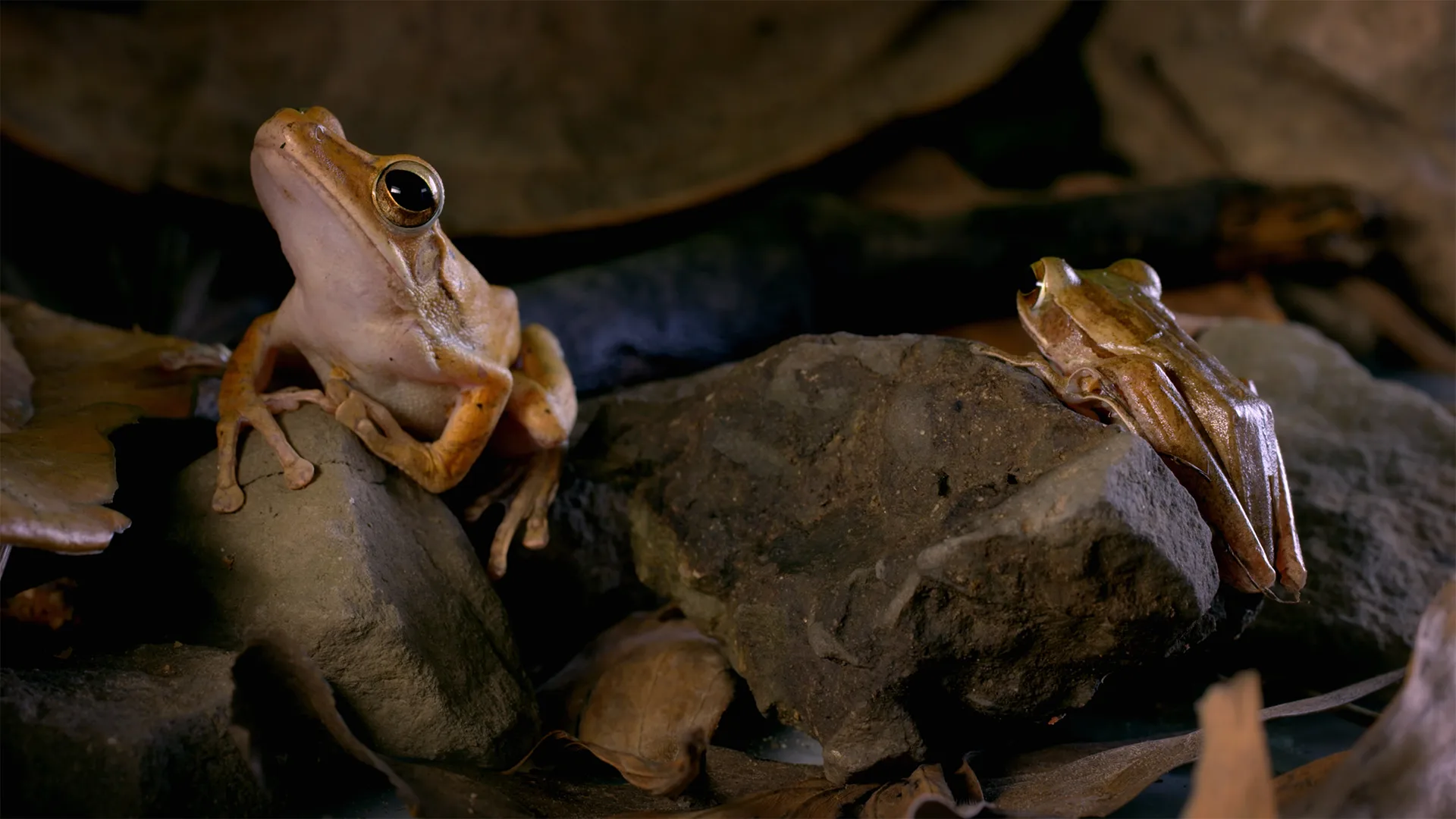 La natura più pazza del mondo stagione 1