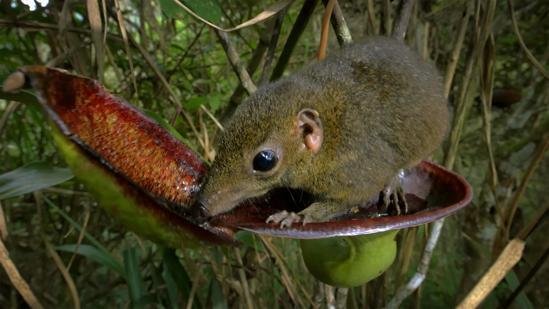 La natura più pazza del mondo stagione 1