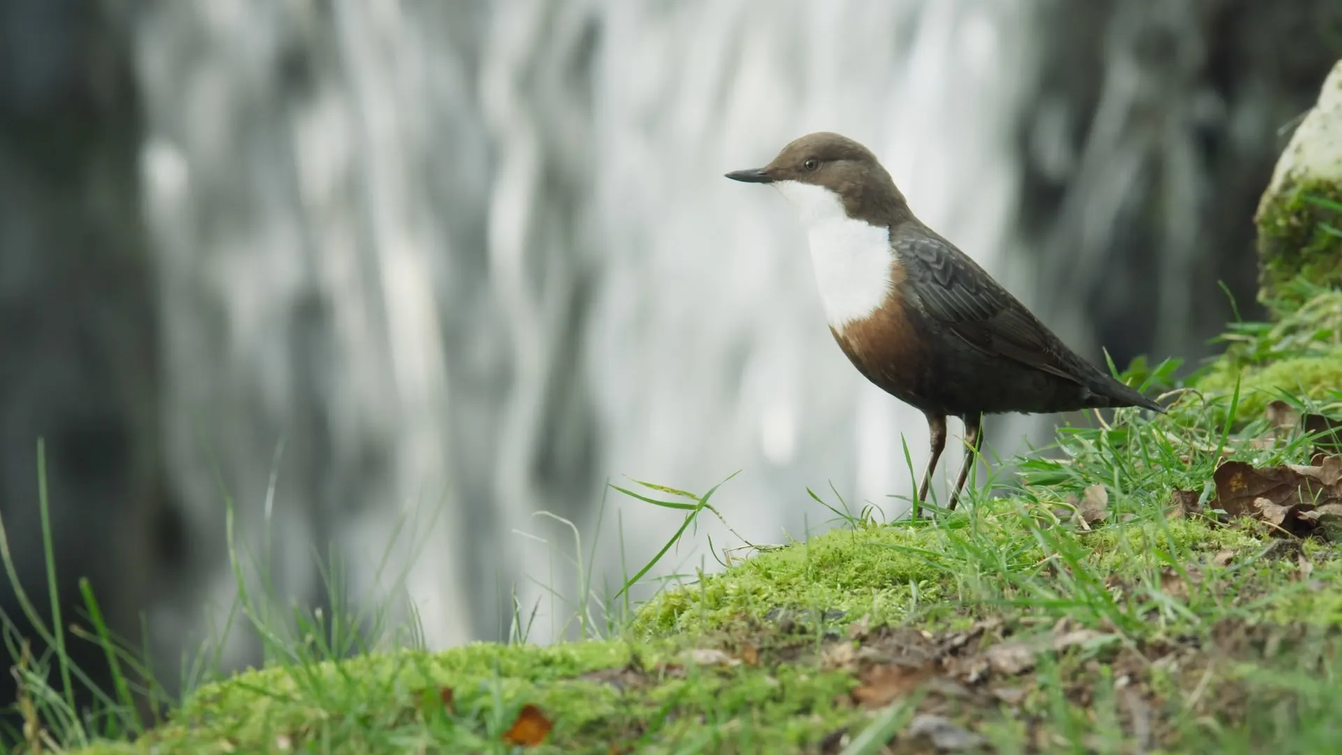 I suoni segreti della natura con David Attenborough stagione 1