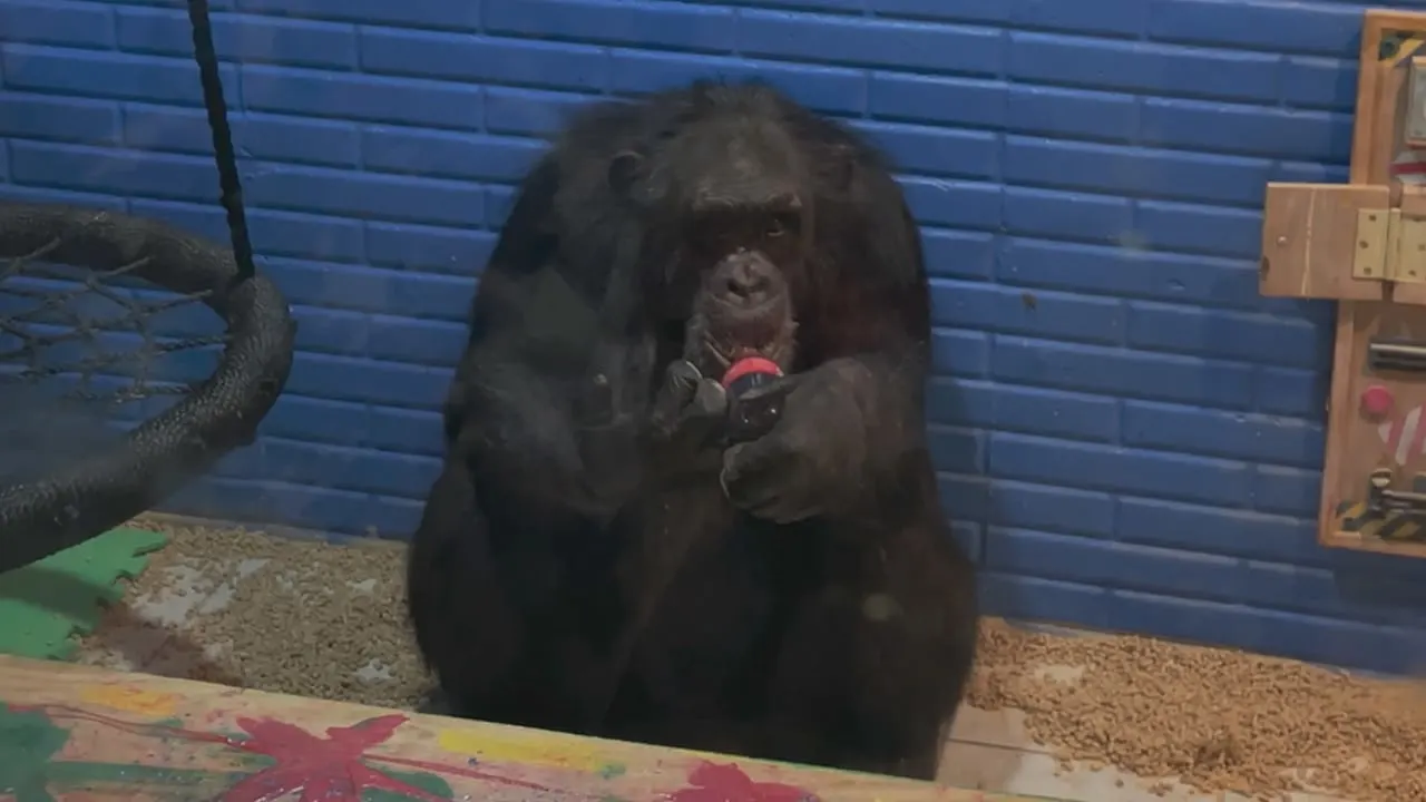 Chimp Crazy: La signora delle scimmie stagione 1