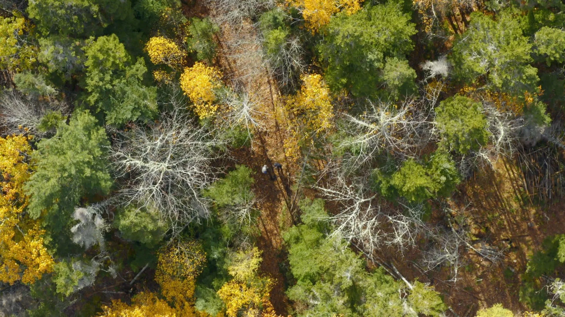 Oak Island e il tesoro maledetto stagione 9