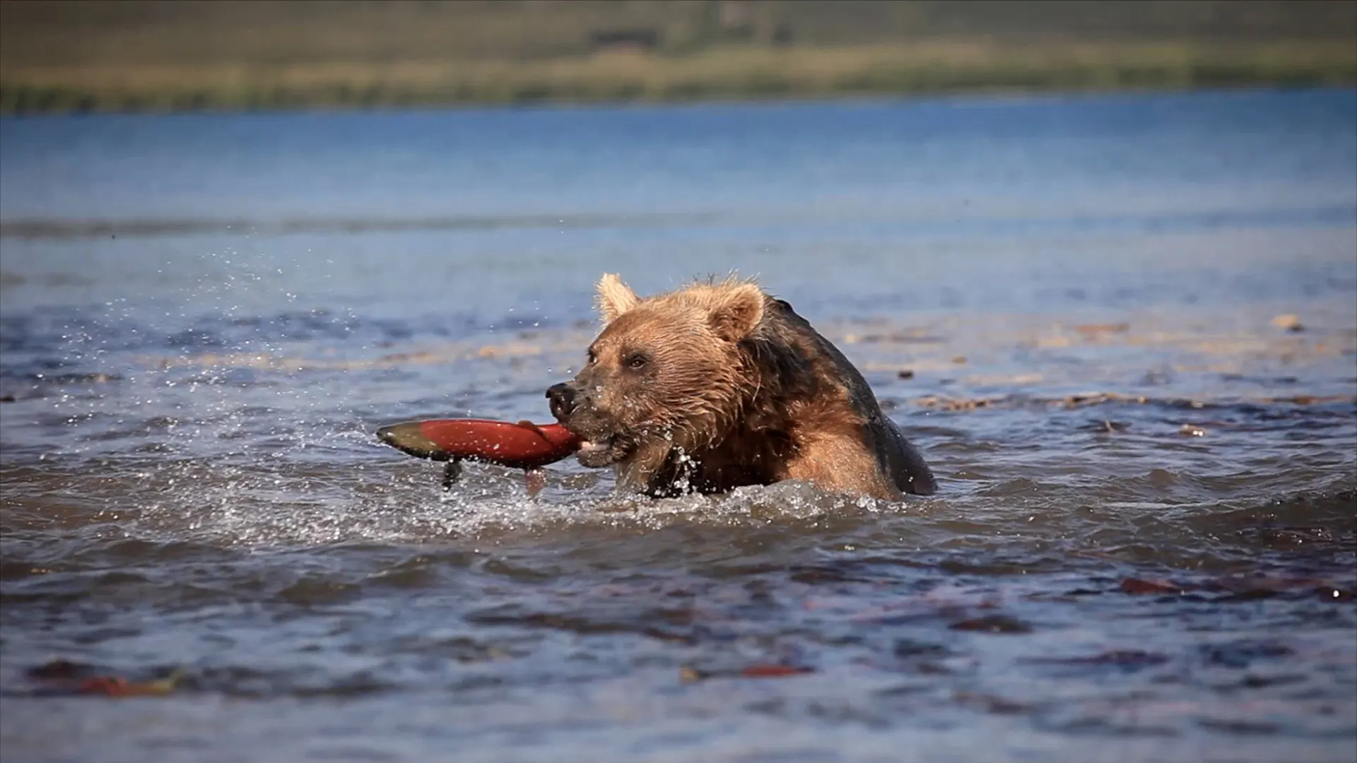 I segreti dell'Artide stagione 2
