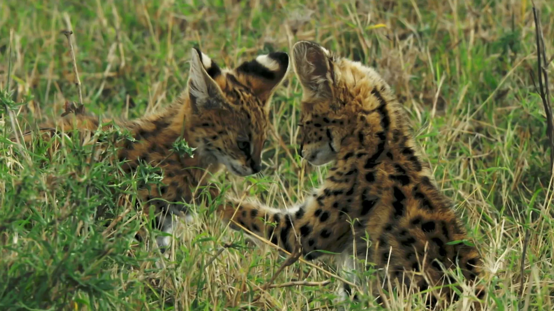 Big Cats: Brivido felino stagione 1