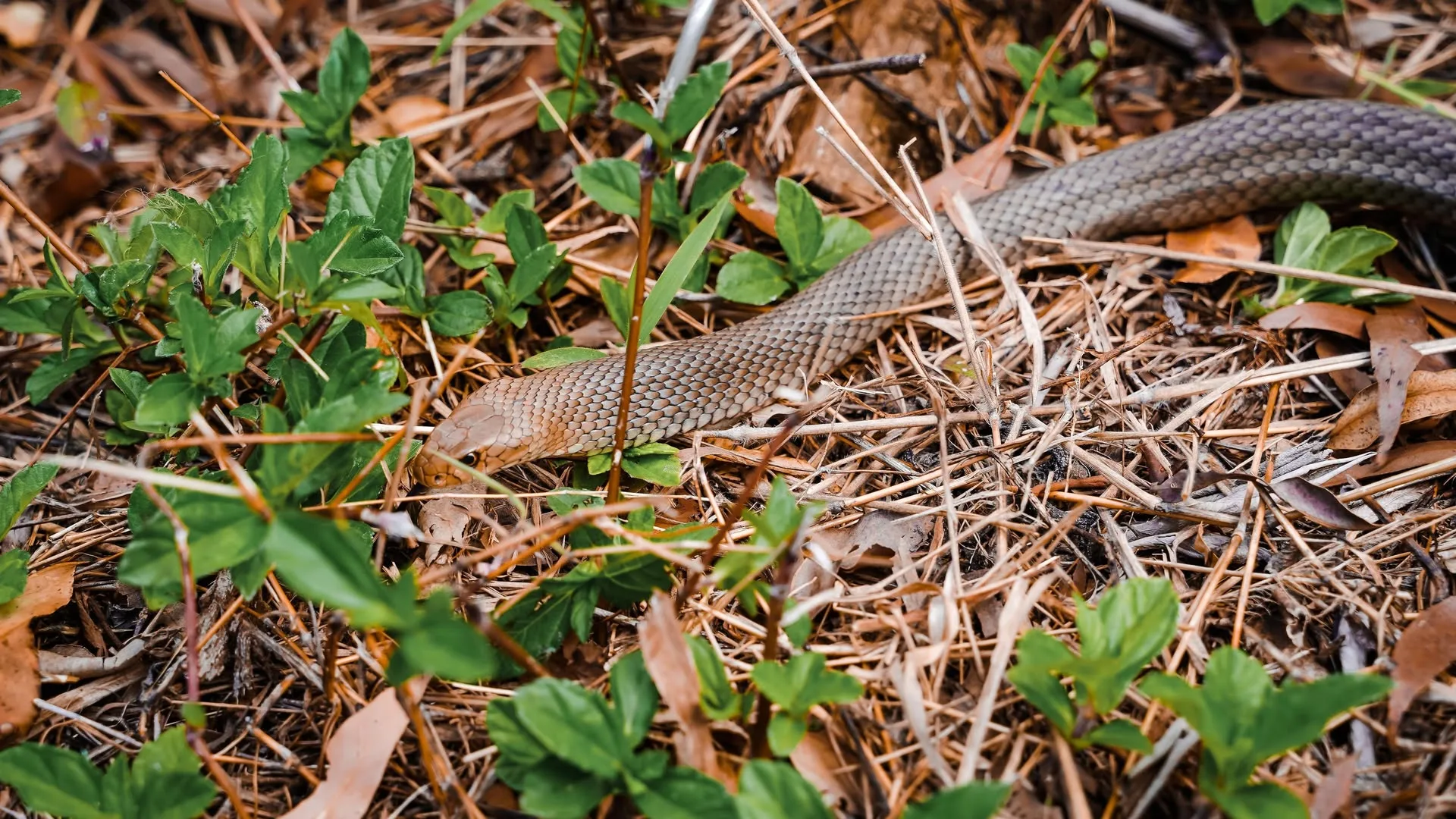 Australia: A caccia di serpenti stagione 1