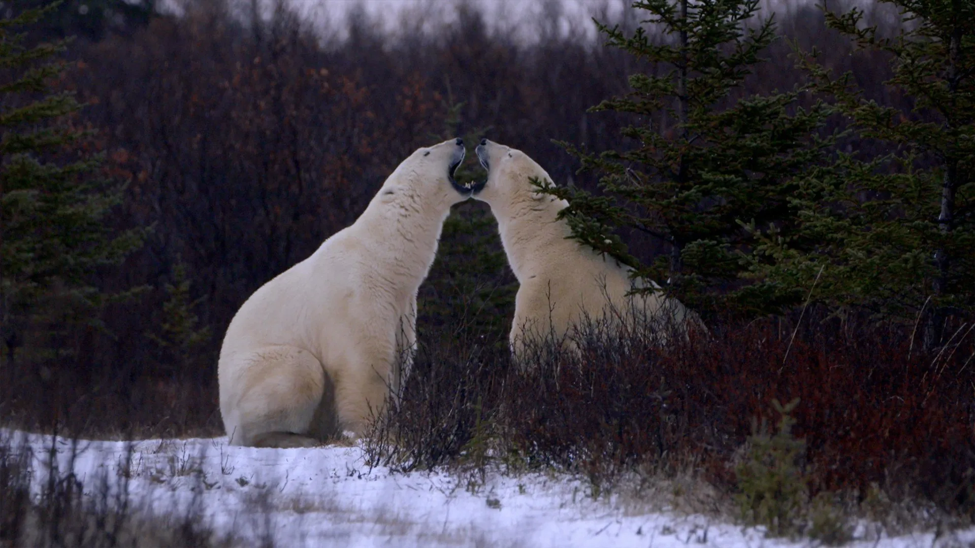 I segreti dell'Artide stagione 2